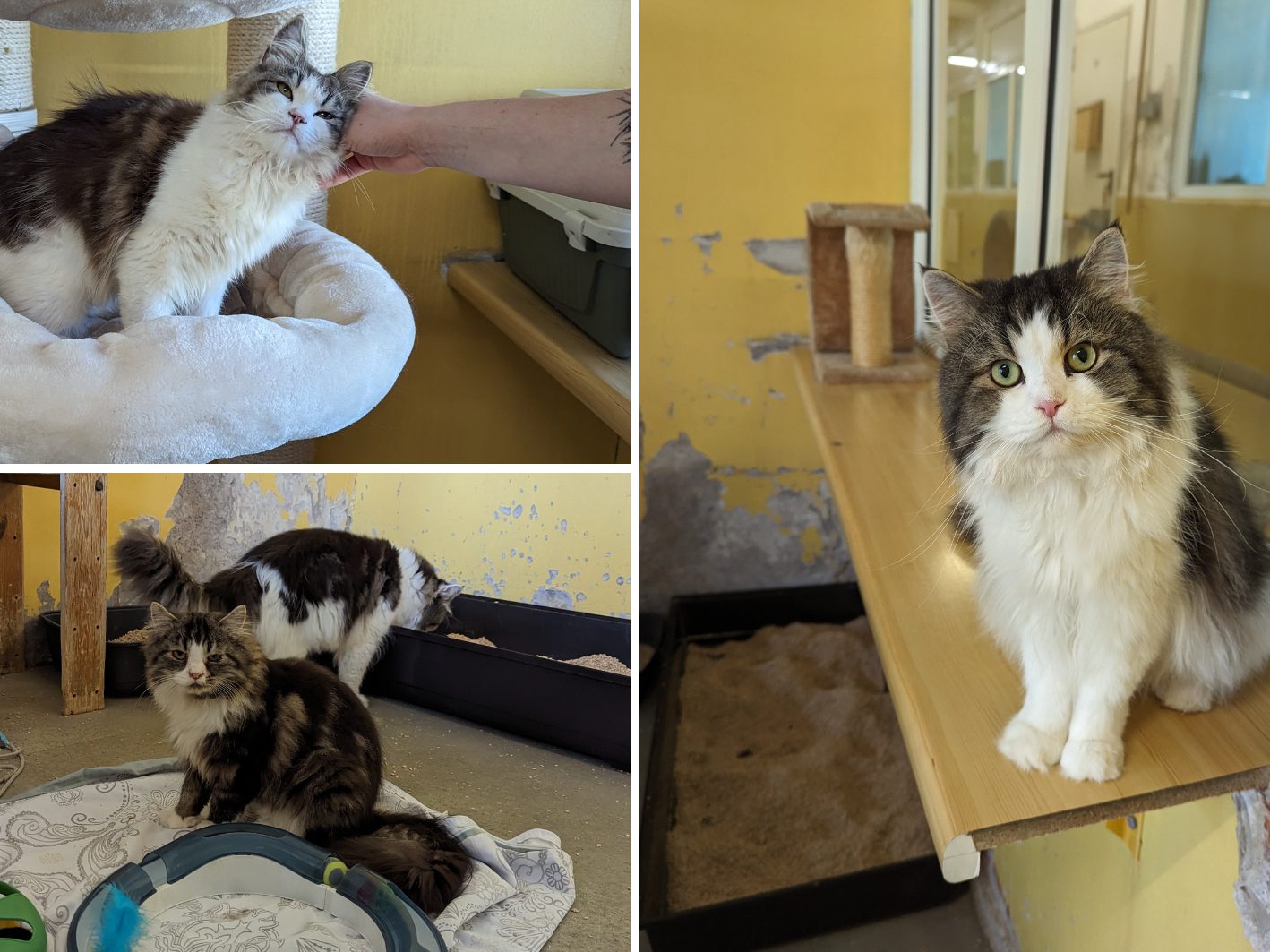 Diese Katzen suchen ein liebevolles Zuhause. Diese Katzen suchen ein liebevolles Zuhause.