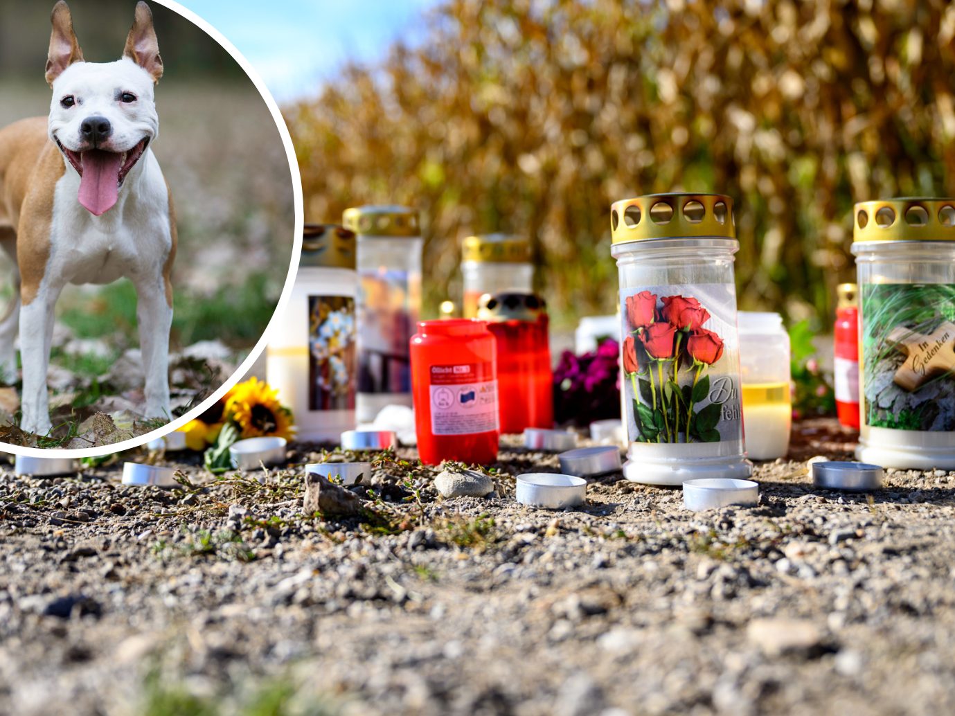 Womöglich waren mehrere Tiere an der Attacke beteiligt. Womöglich waren mehrere Tiere an der Attacke beteiligt.