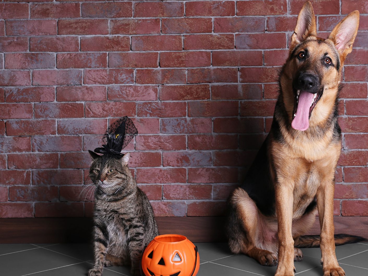 Aus diesen Gründen sollte man Hund und Katze besser nicht verkleiden.