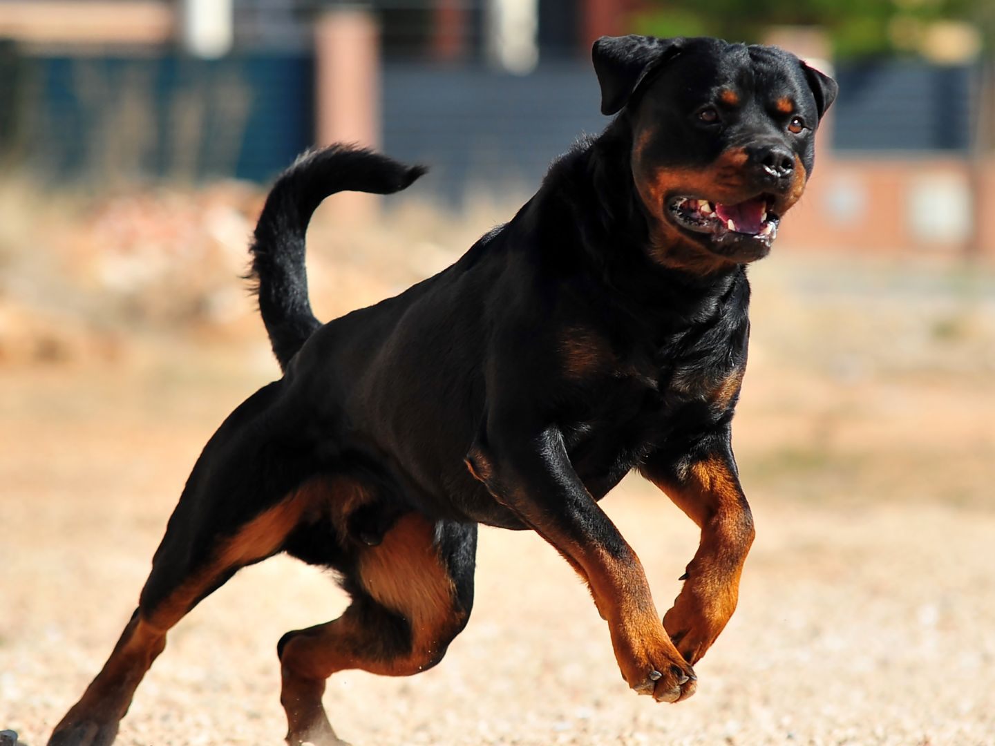 Die Frau und ihre Enkel wurden im Juli von einem Rottweiler attackiert und verletzt.