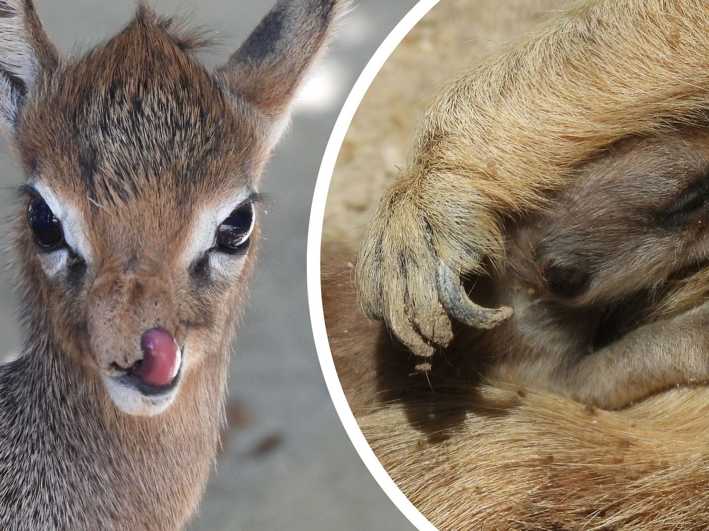 Die beiden Jungtiere sind bereits ab und zu in den Außenanlagen zu sehen. Die beiden Jungtiere sind bereits ab und zu in den Außenanlagen zu sehen.