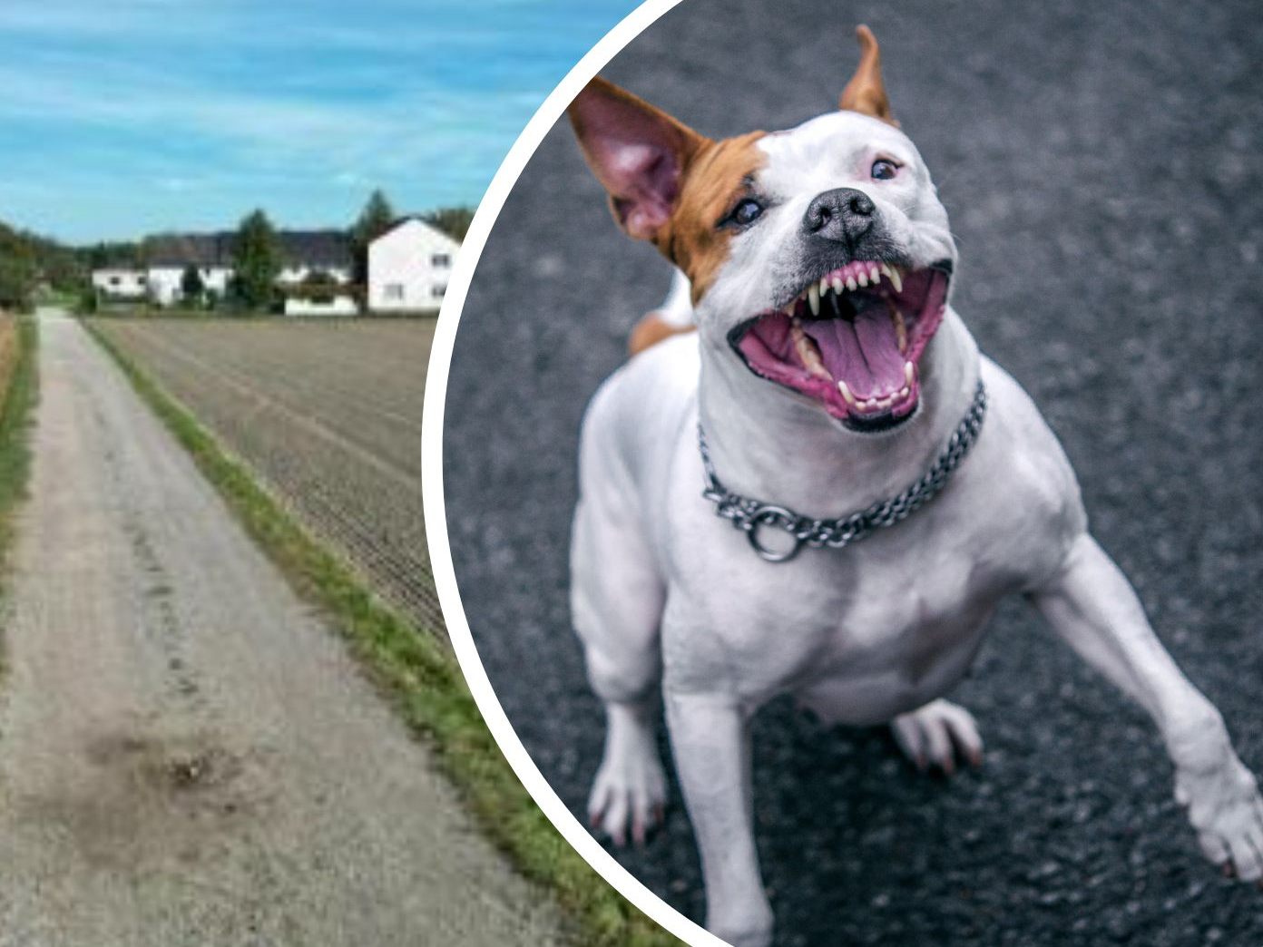 Die Hundebesitzerin jenes Hundes, der eine Joggerin in OÖ totgebissen hatte, hat ihre weiteren Zuchthunde weggegeben.