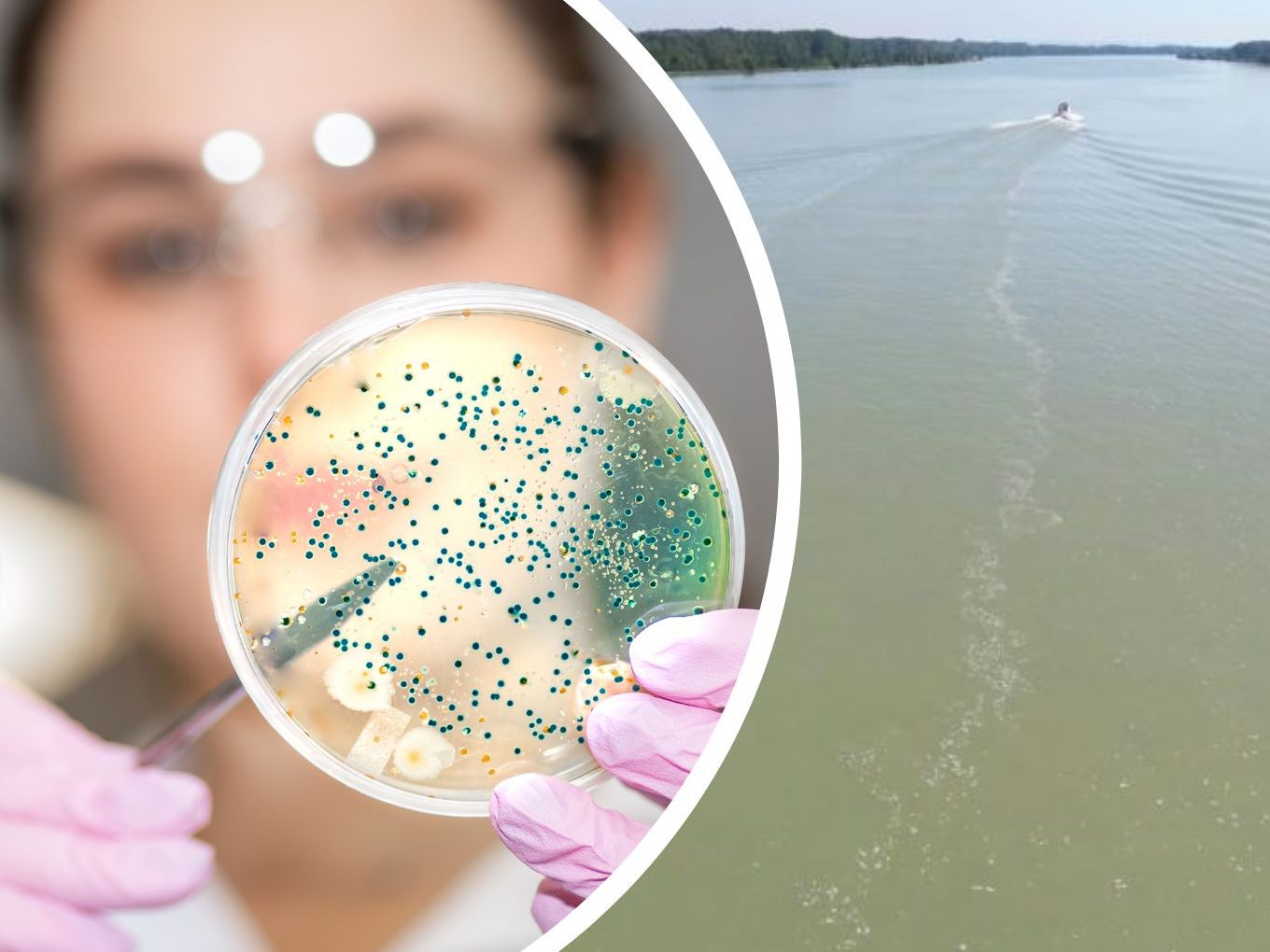 Forscher benannten ein antibiotikaresistentes Bakterium nach der Donau.