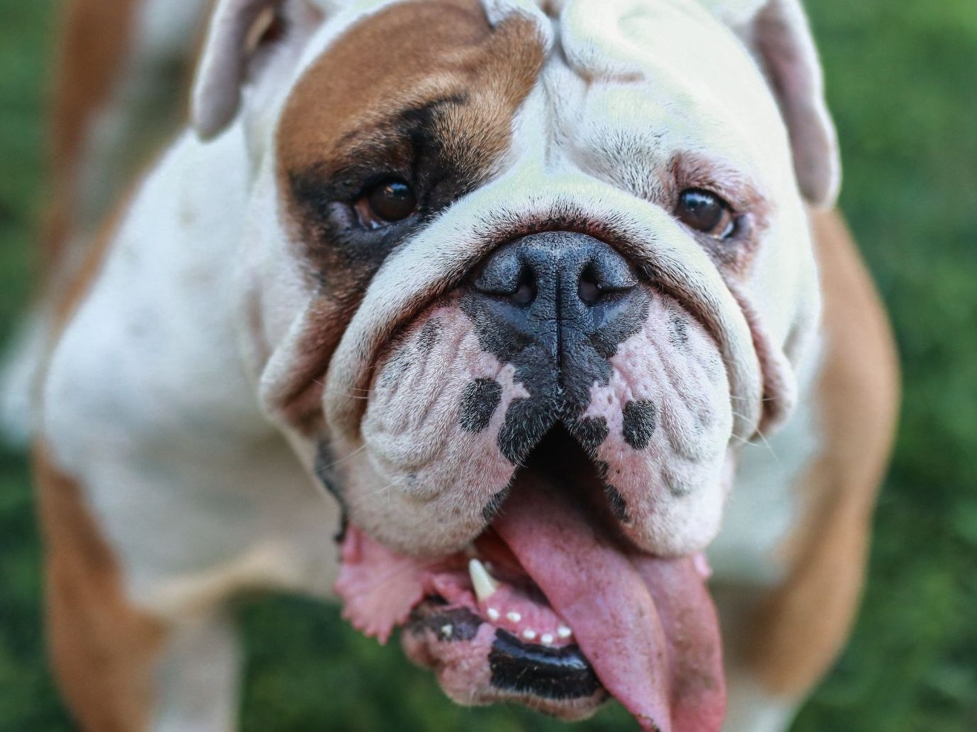 Jener Mann, der verdächtigt wurde, seine Bulldogge in Wien-Floridsdorf vom Balkon geworfen zu haben, wurde am Dienstag vor Gericht freigesprochen.