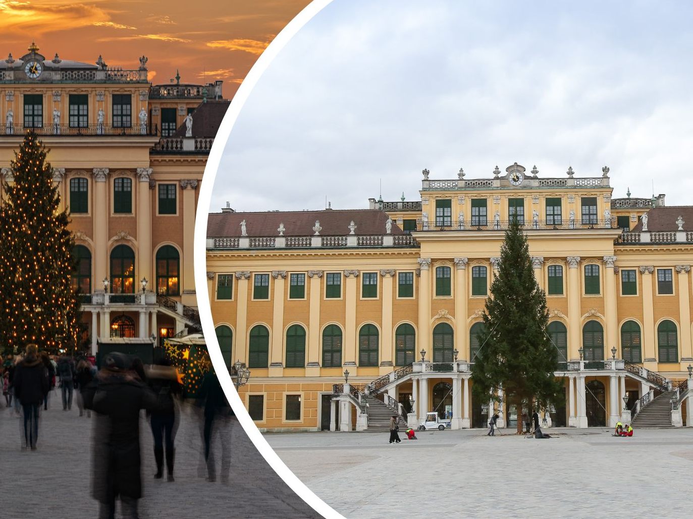 Hier kommt der Christbaum für den Wiener Adventmarkt beim Schloss Schönbrunn 2023 her.