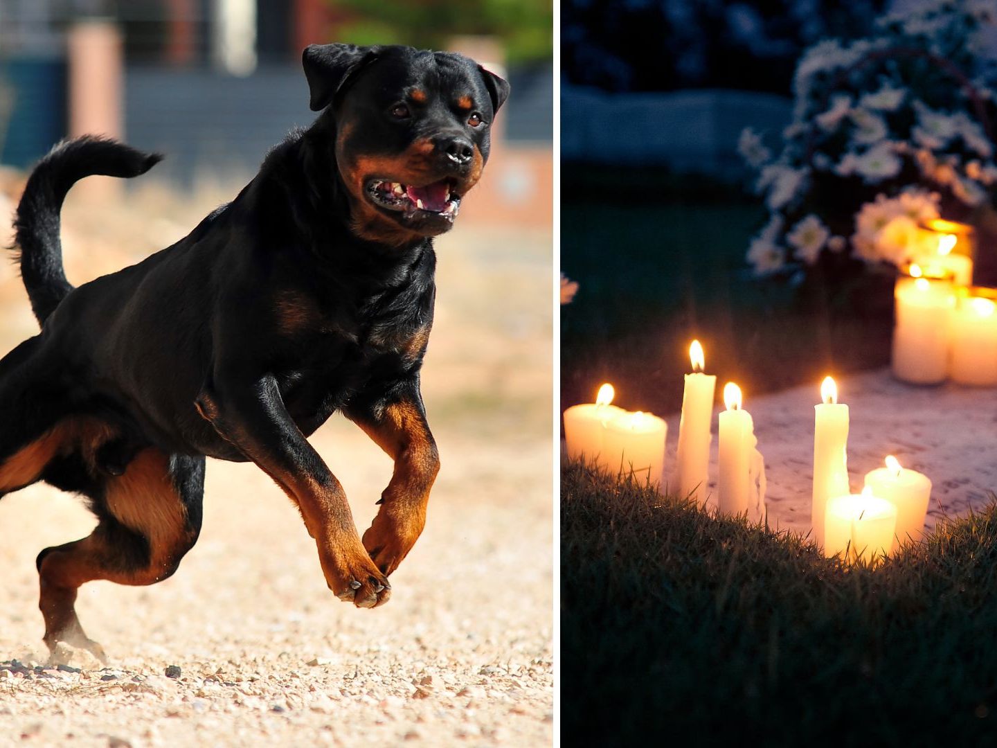 Eine 52-Jährige starb in Folge einer Rottweiler-Attacke. Nun wird gegen eine 20-Jährige ermittelt.