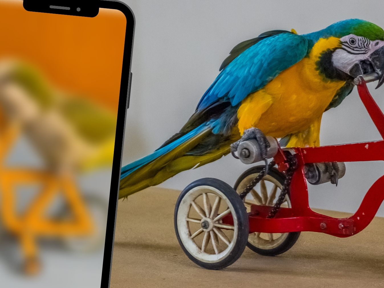Dieser Vogel zeigt seine Intelligenz und Geschicklichkeit.