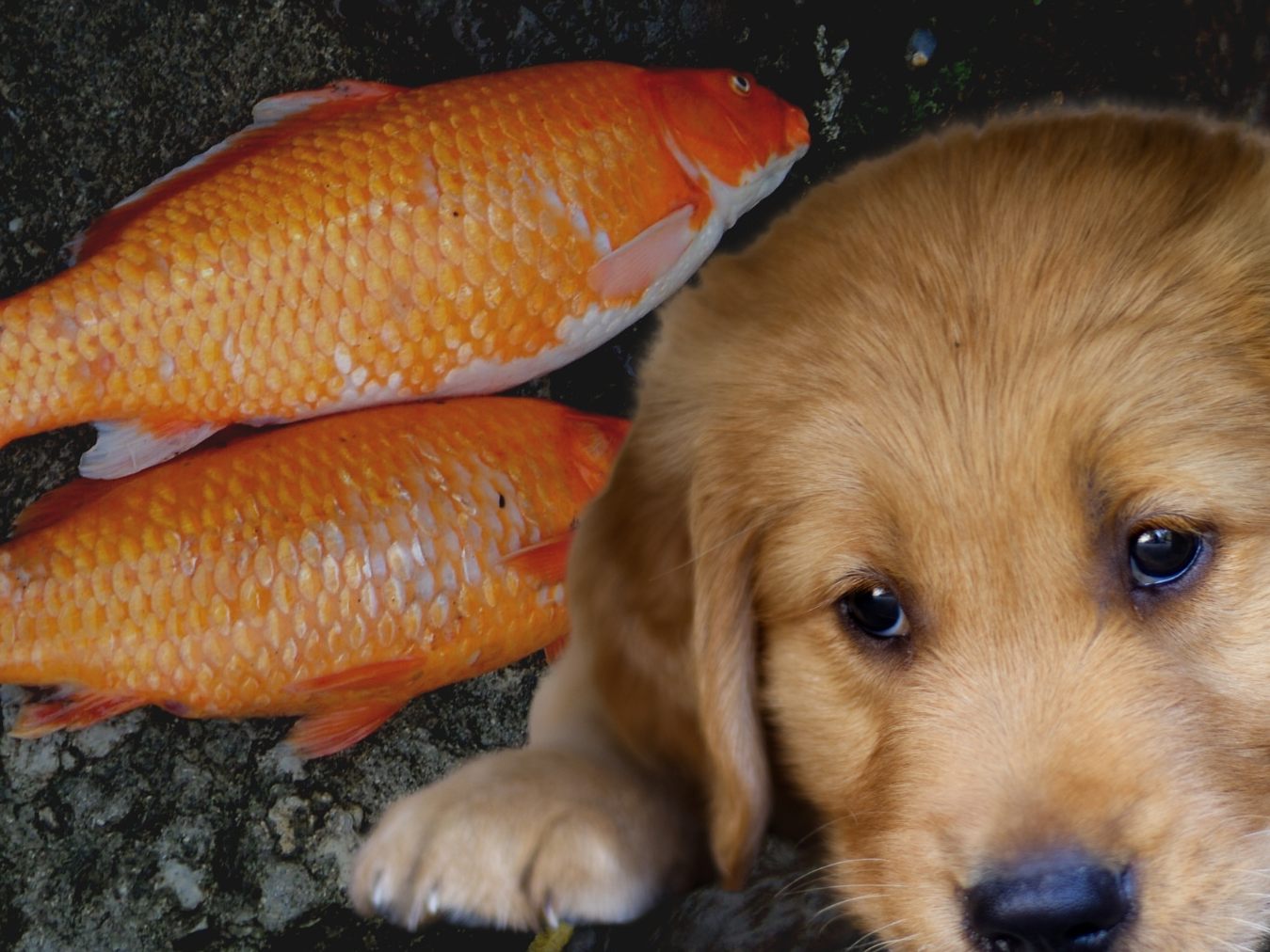 Hund versucht verzweifelt, das Leben eines kleinen Fisches zu retten