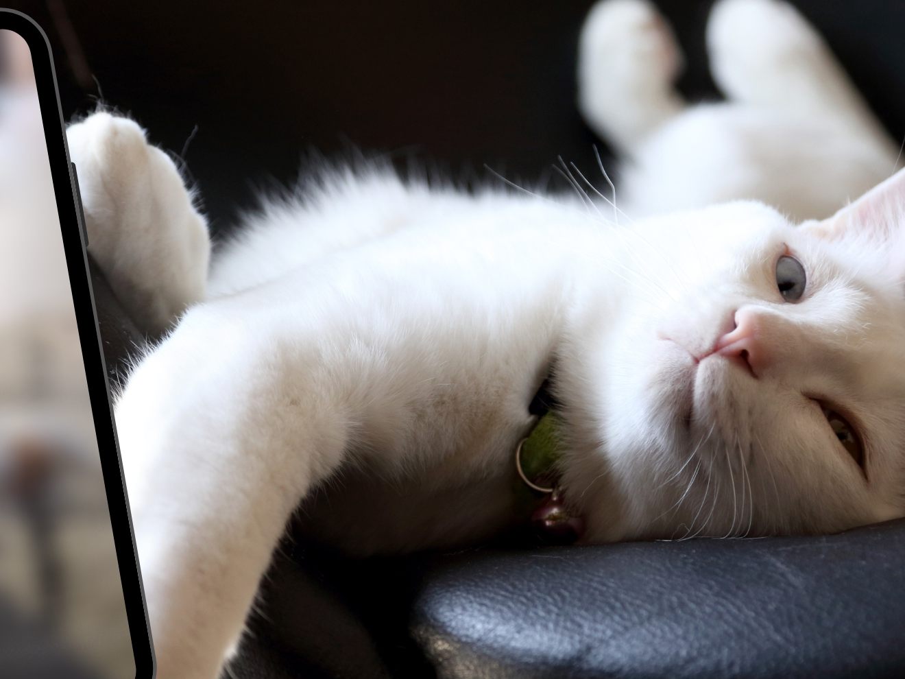 Katze relaxt ganz gechillt auf dem Boden zu "Three Little Birds"