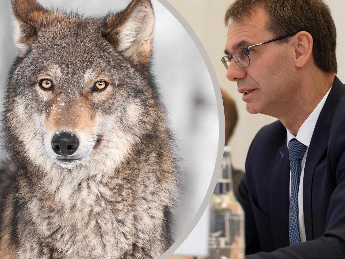 Zunehmende Wolfspräsenz erfordert rasches Handeln Zunehmende Wolfspräsenz erfordert rasches Handeln