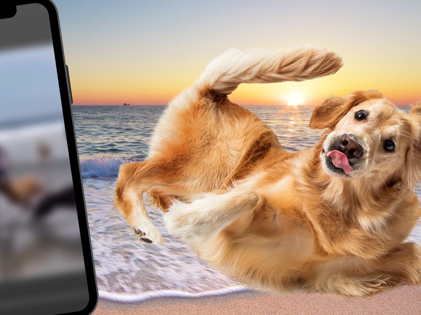 Hund wird von Kollegen von den Füßen genommen