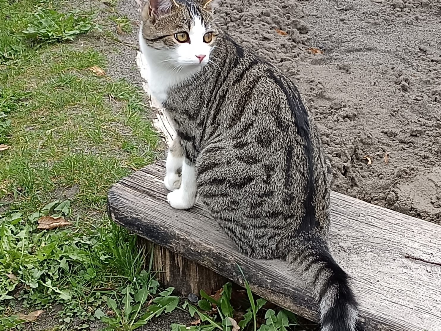 Lilli