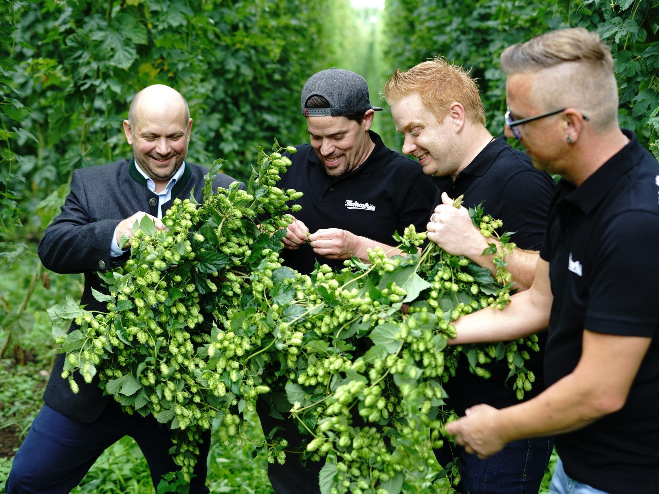 Braumeister Tim Groeger (links) und seine Kollegen von der Mohrenbrauerei begutachten die Qualität des Aromahopfens aus exklusivem Anbau. Braumeister Tim Groeger (links) und seine Kollegen von der Mohrenbrauerei begutachten die Qualität des Aromahopfens aus exklusivem Anbau.