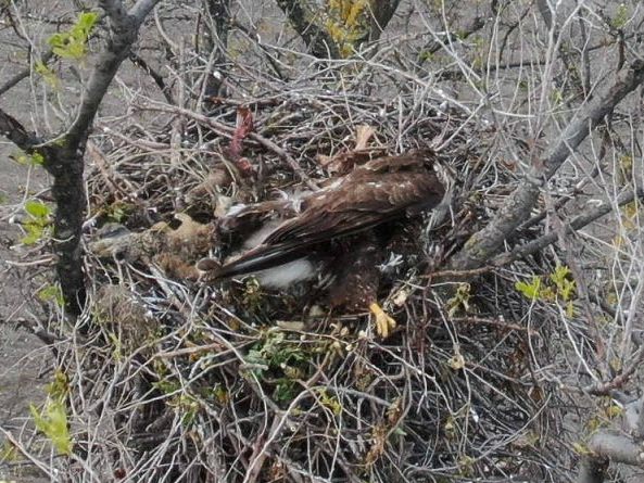 Der Vogel wurde im Nest erschossen. Der Vogel wurde im Nest erschossen.