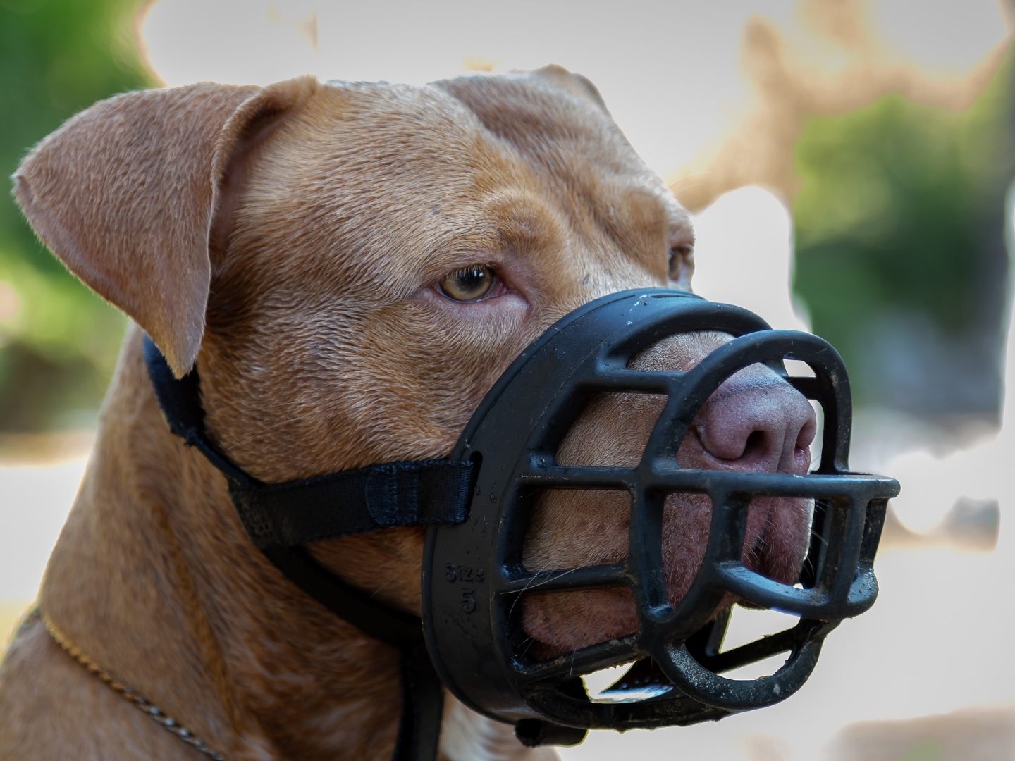 Hunde Attacke Hunde Attacke