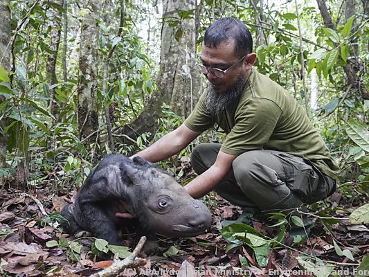 Das Sumatra-Nashornbaby ist eine kleine Sensation