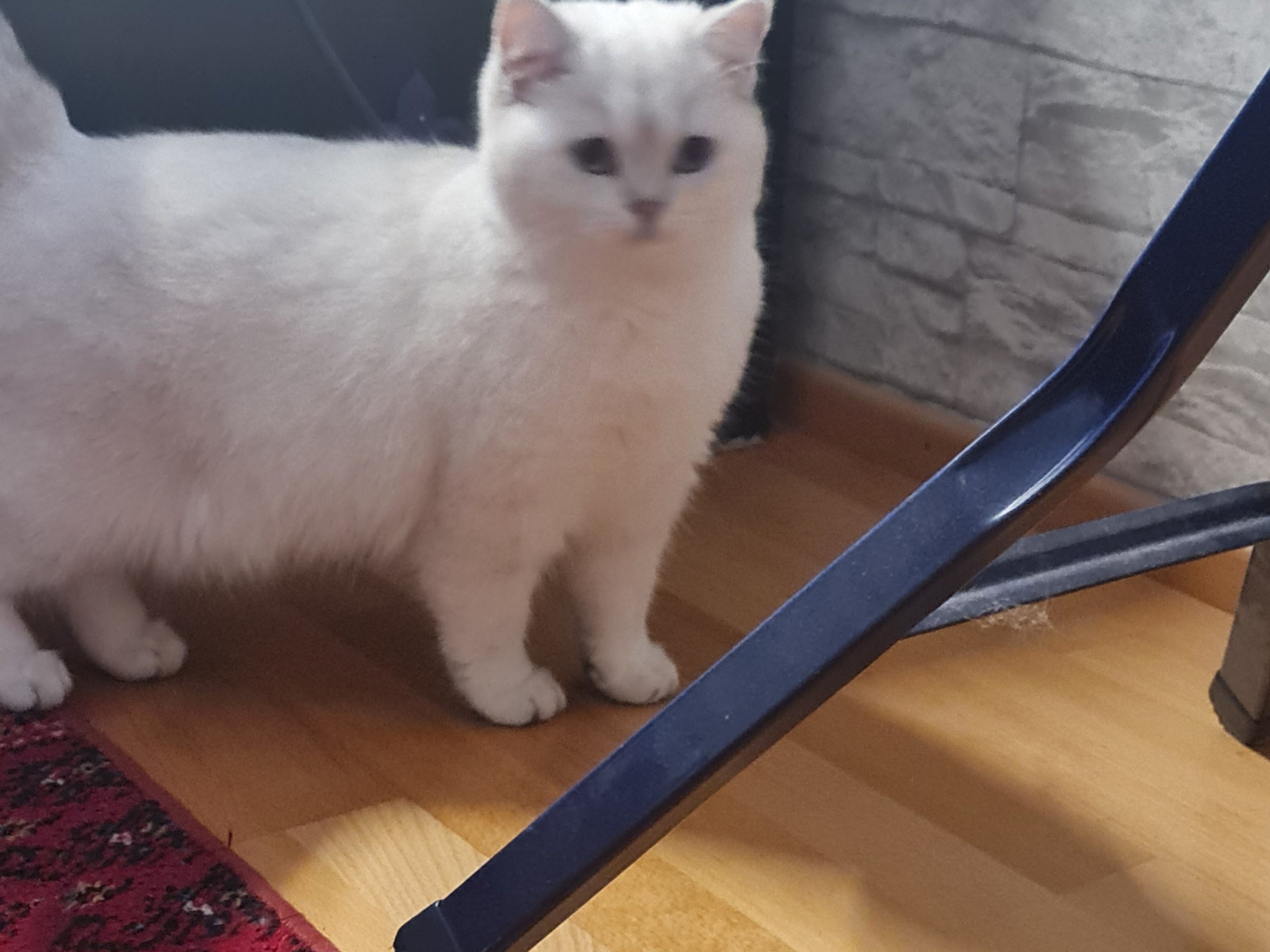 weiße Katz