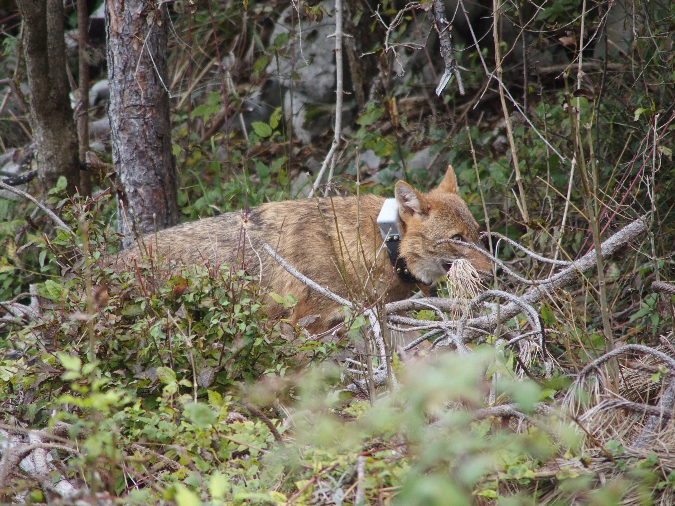 Goldschakal "Maj": Wird er fündig? Goldschakal "Maj": Wird er fündig?