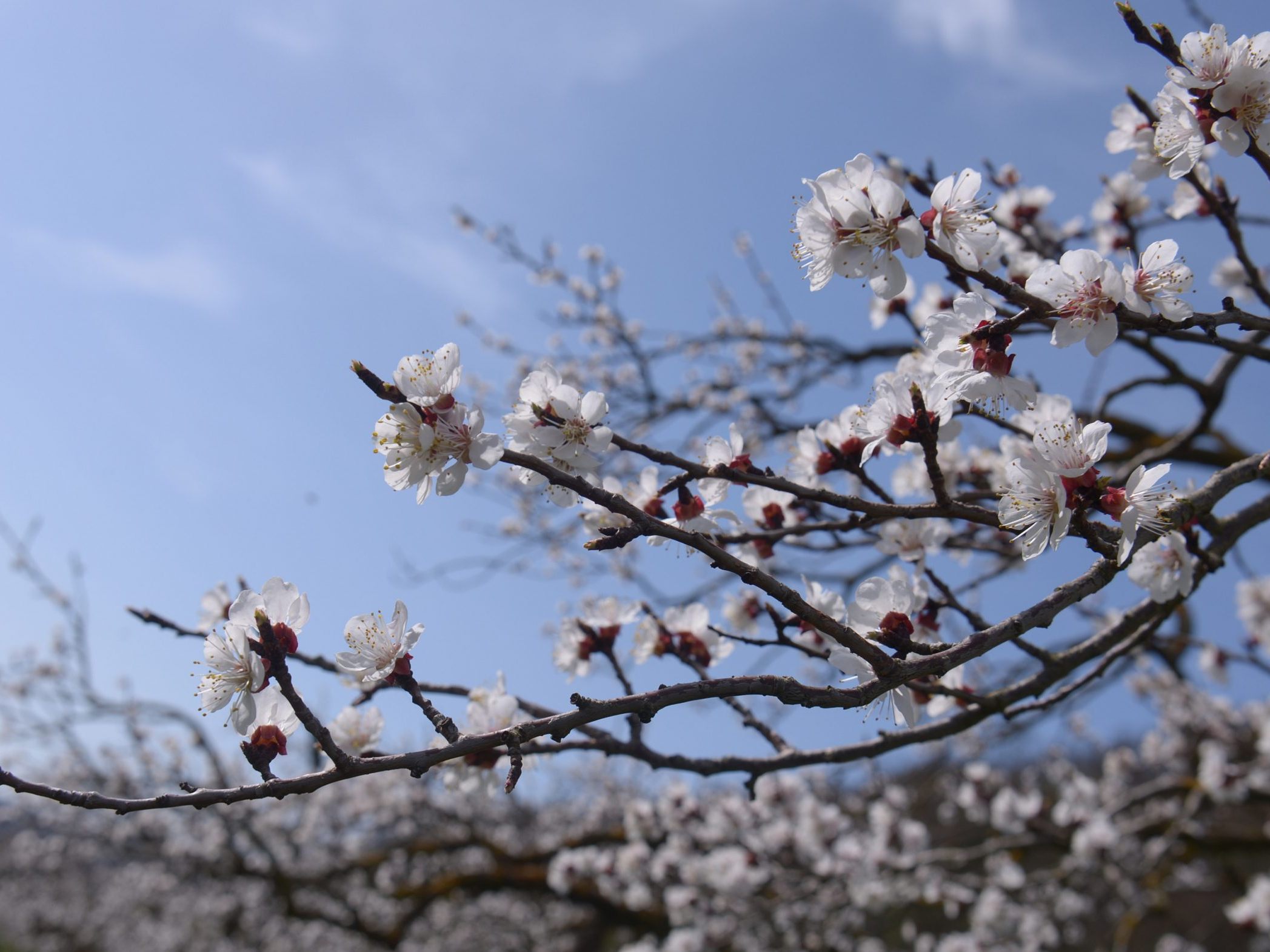 Im Bild: Ein Marillenbaum.