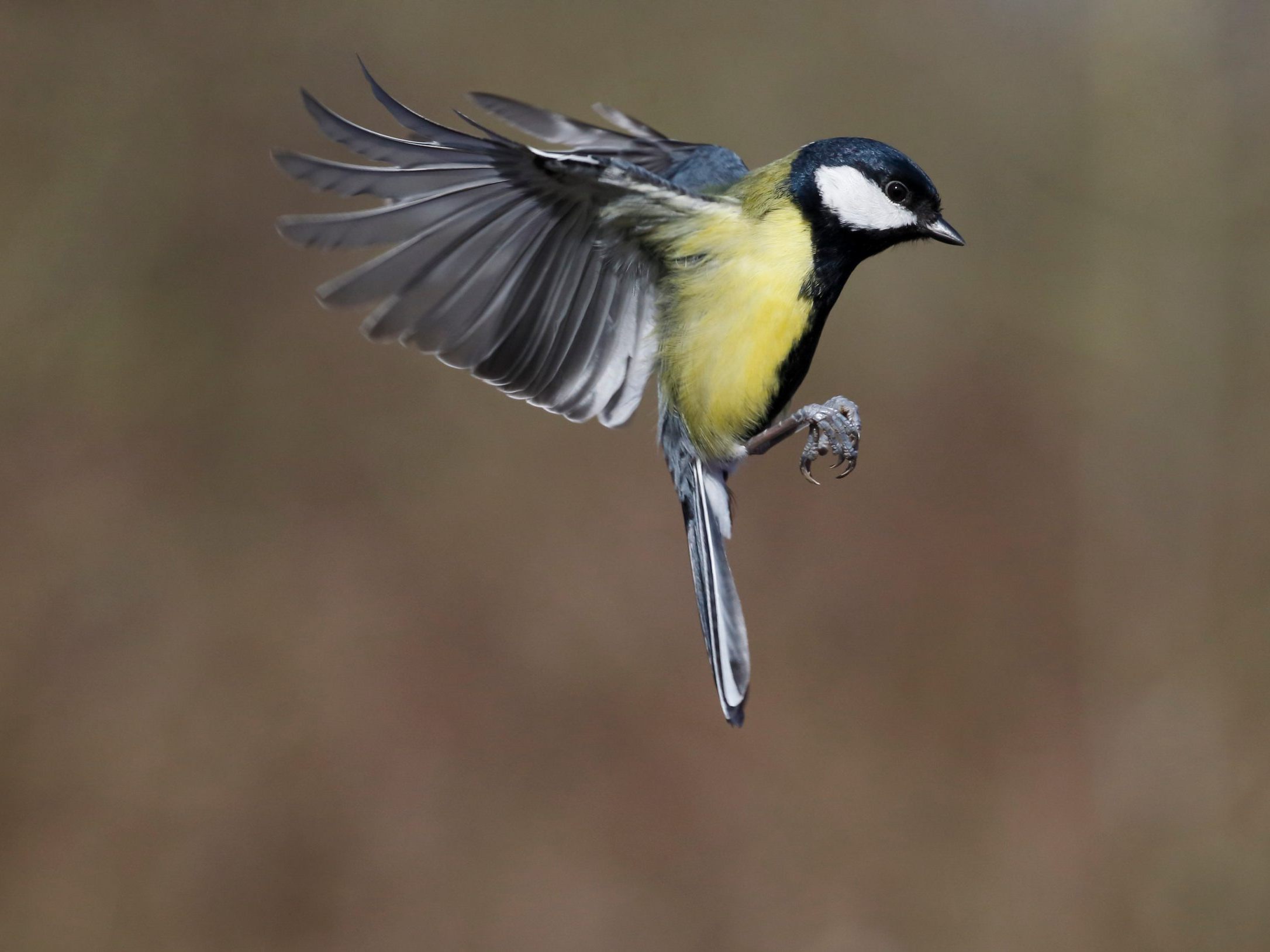 In Österreich werden bald wieder alle Wintervögel gezählt. In Österreich werden bald wieder alle Wintervögel gezählt.