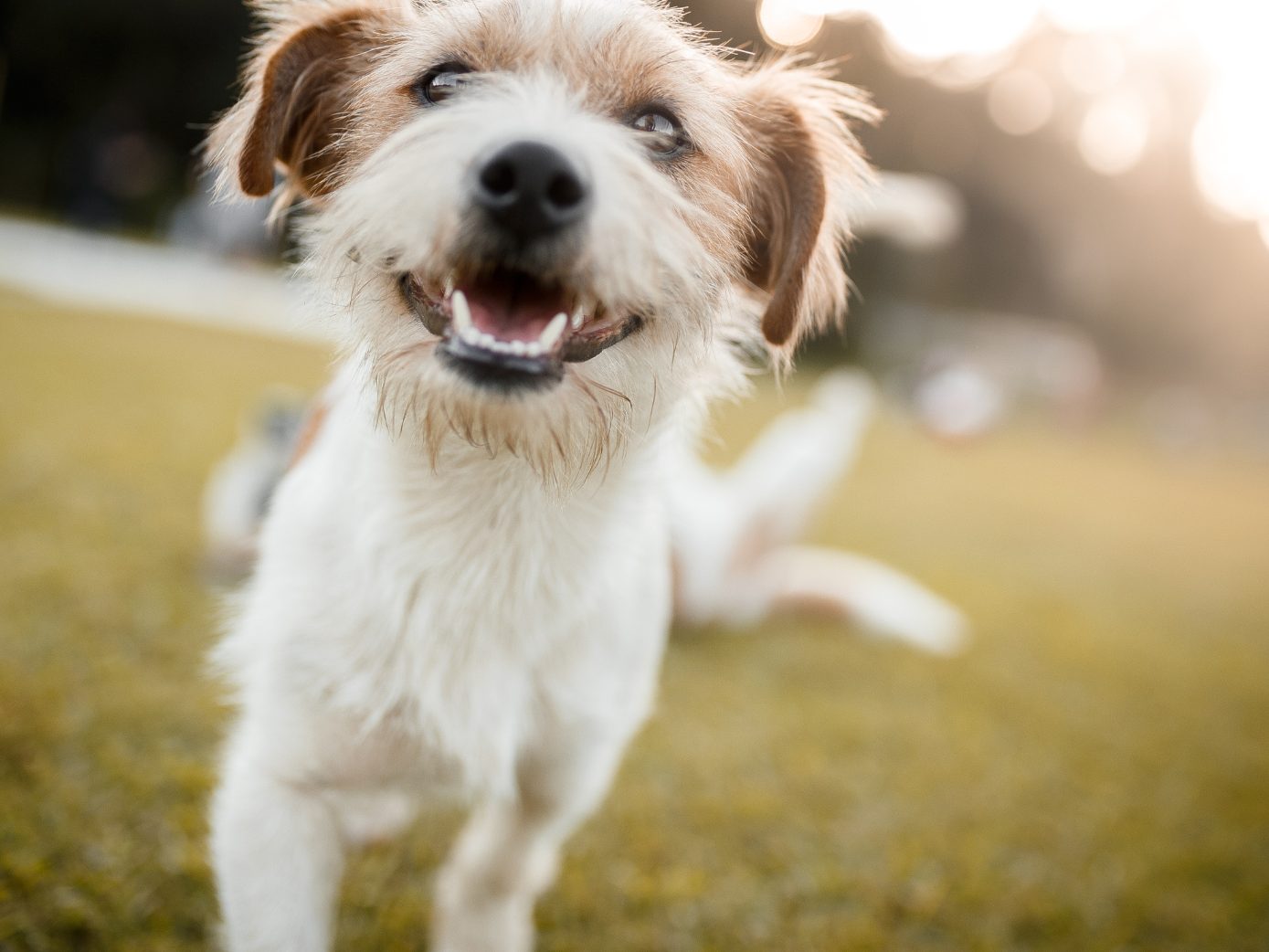 In OÖ ist ein Hund in eine illegale Biberfalle geraten. In OÖ ist ein Hund in eine illegale Biberfalle geraten.