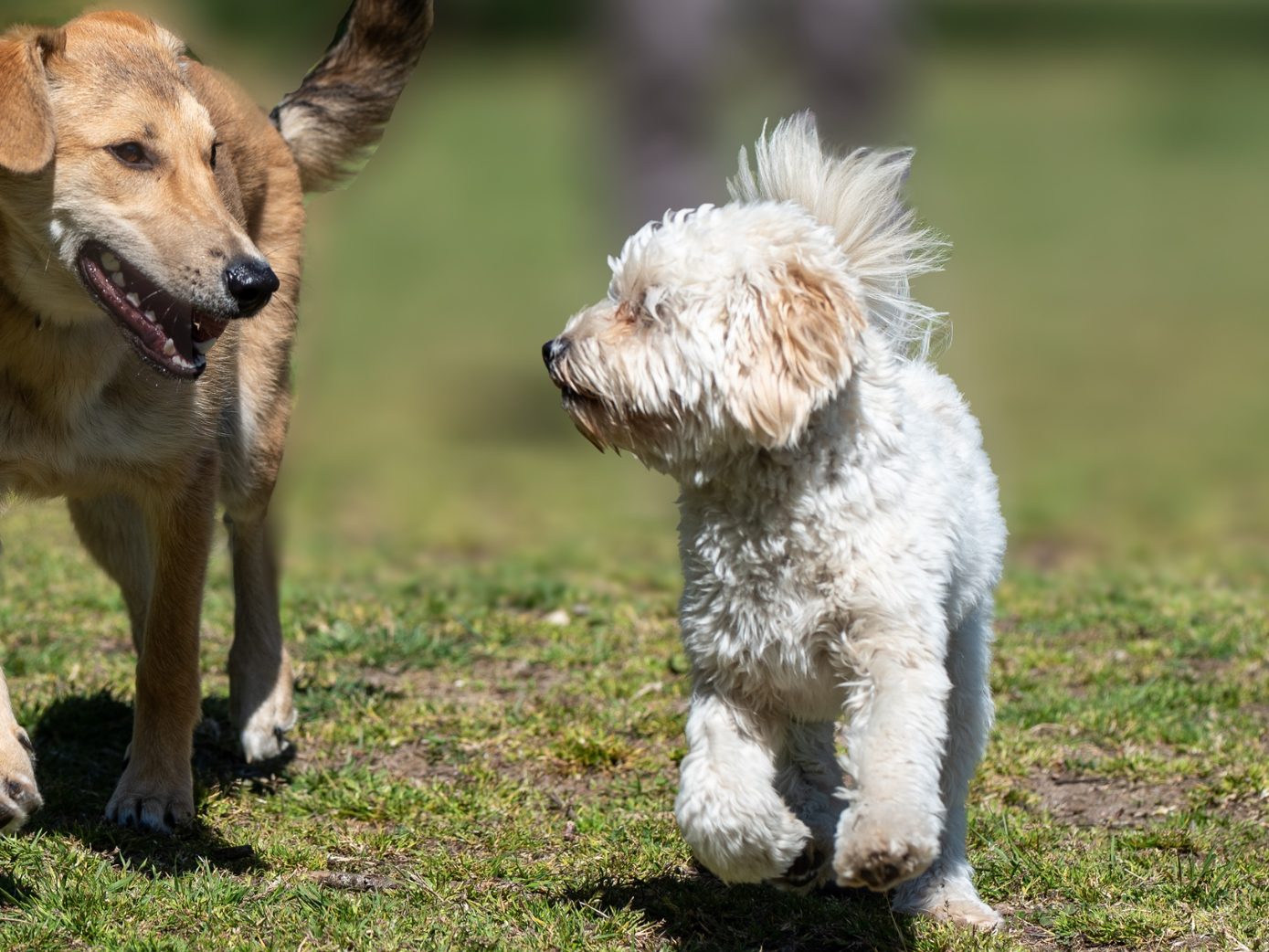 Das neue Hundehaltegesetz mach einen Unterschied zwischen Klein und Groß.