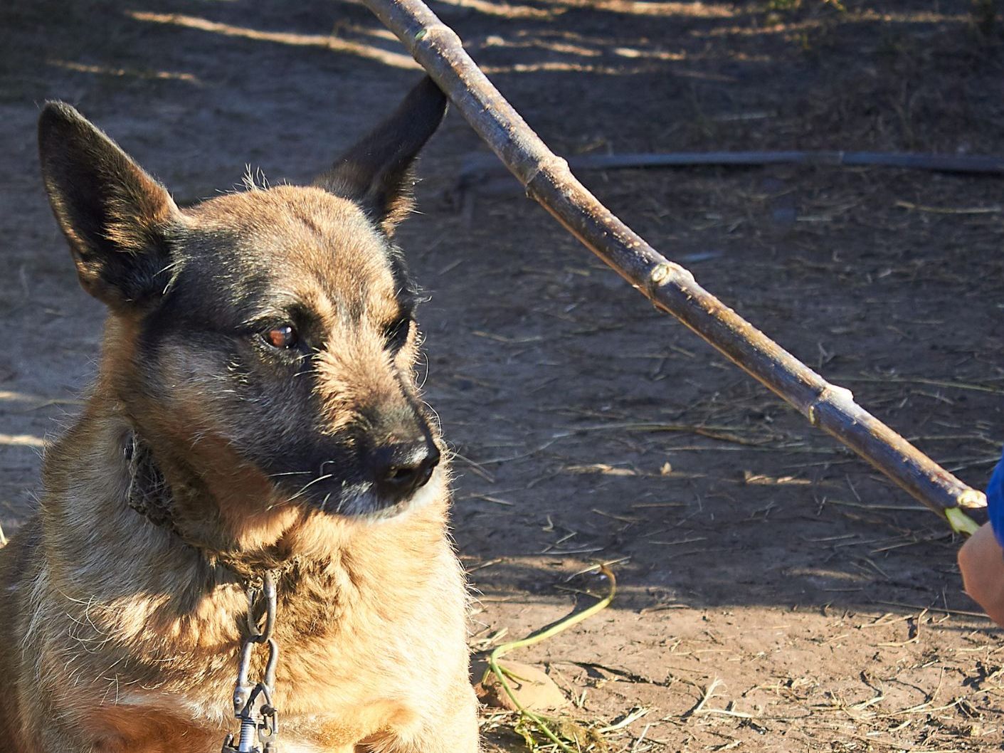 Ein vermeintlicher Hundetrainer ist in der Steiermark wegen Tierquälerei festgenommen worden. Ein vermeintlicher Hundetrainer ist in der Steiermark wegen Tierquälerei festgenommen worden.