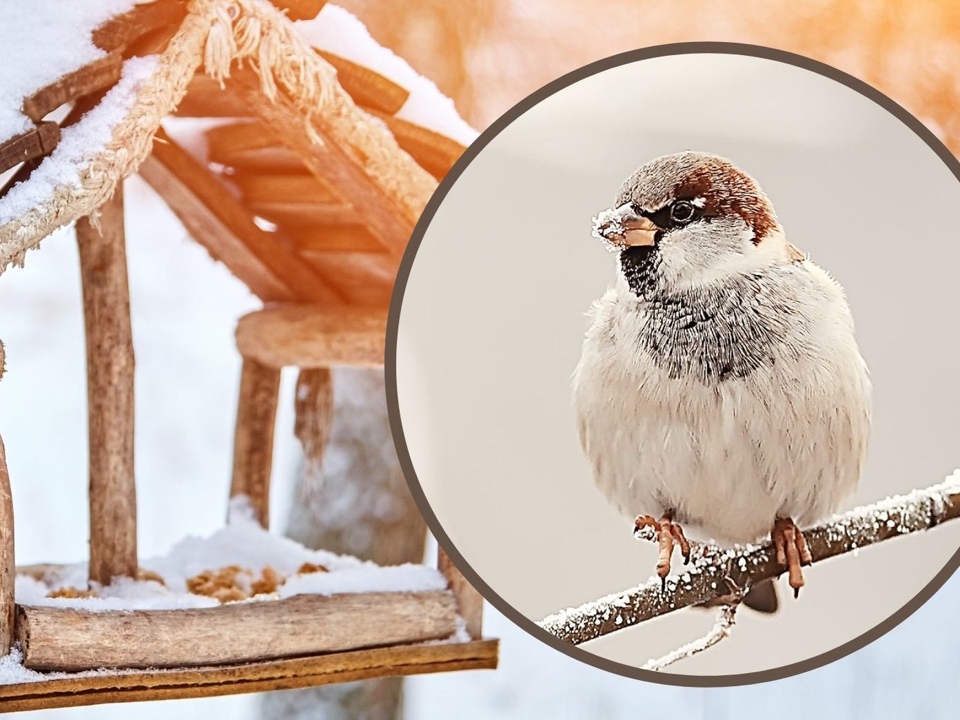 Vogelfutterstelle Vogelfutterstelle