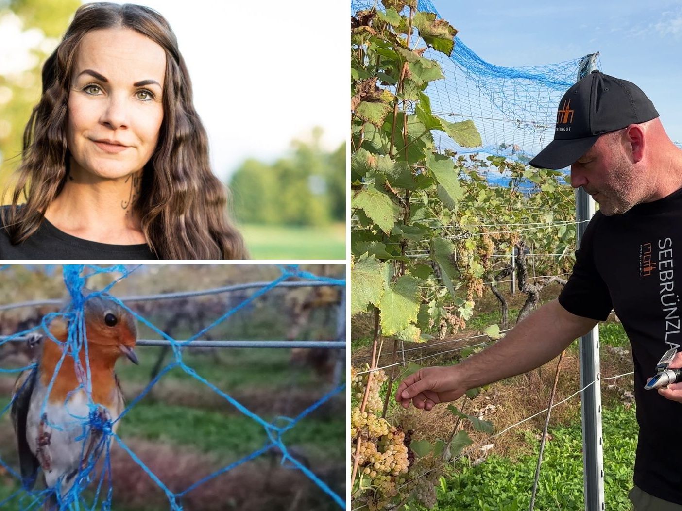 Der VGT ortete einen Tierschutzskandal in Bregenz bei einem Winzer. Der VGT ortete einen Tierschutzskandal in Bregenz bei einem Winzer.