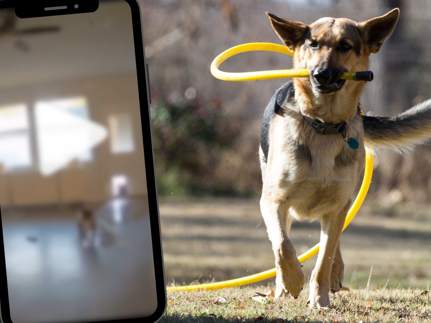 Hund überschwemmt Wohnzimmer mit Gartenschlauch