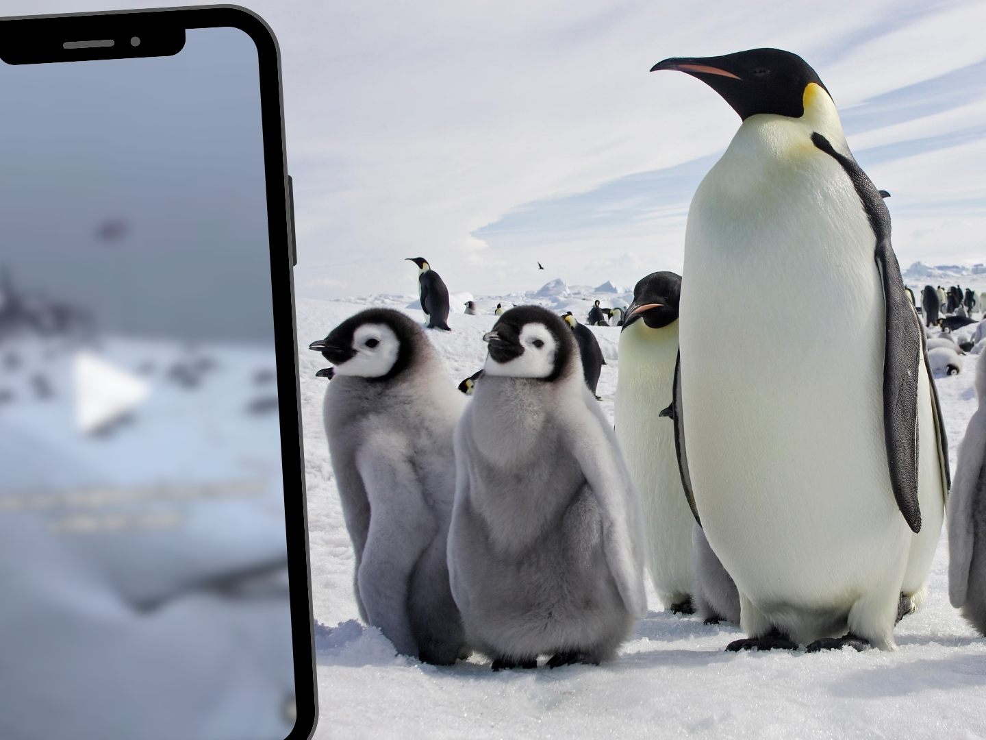 Pinguine als neue Nachbarn