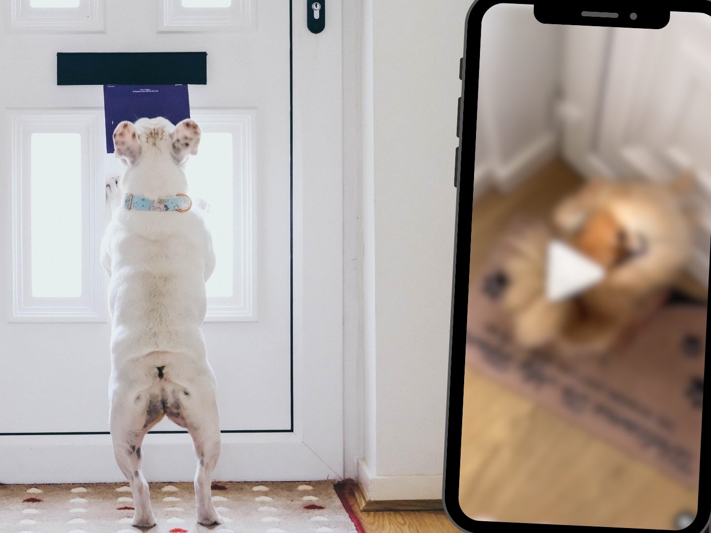 Hund rastet aus als der Postbote kommt