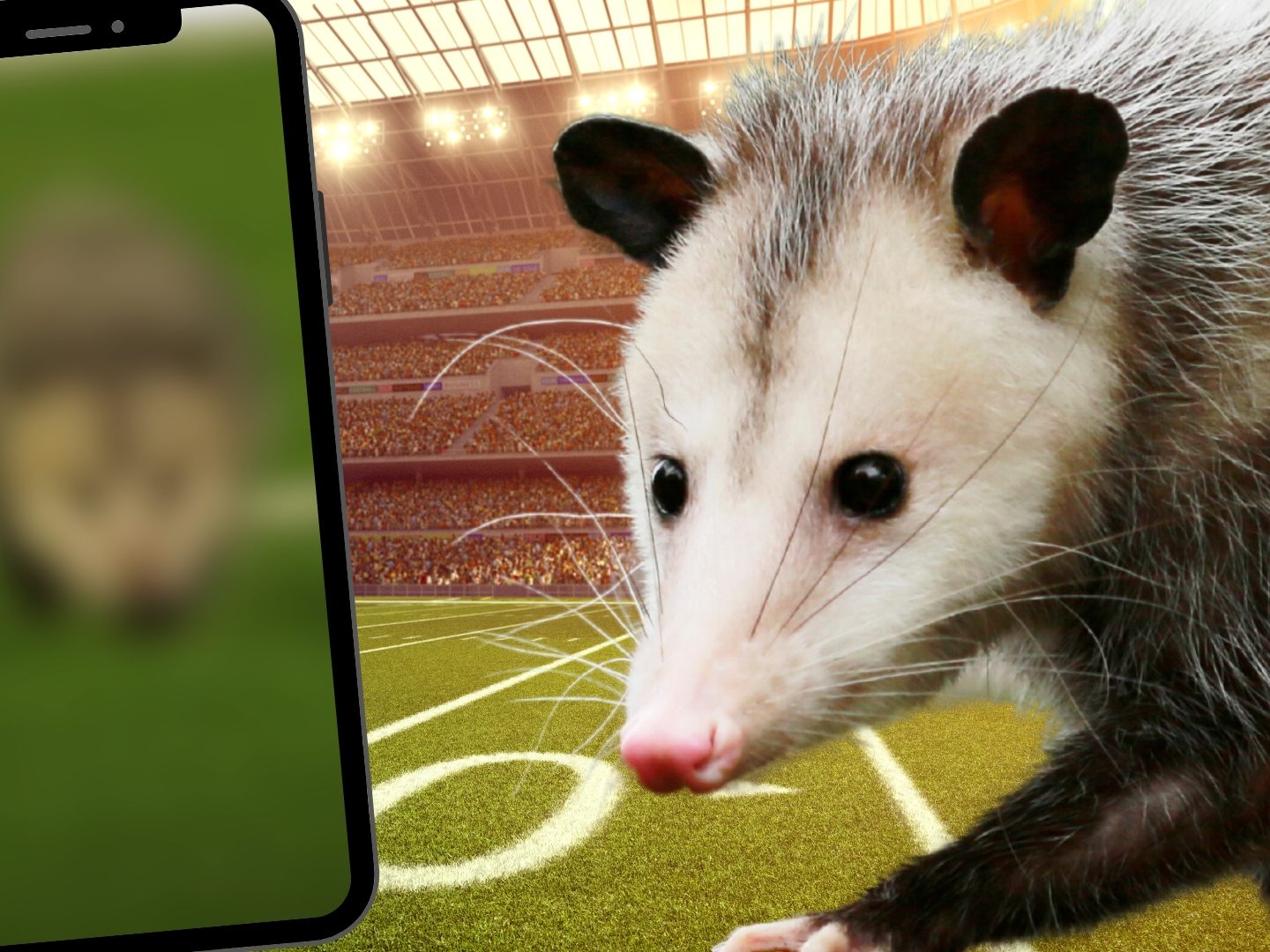 Opossum stürmt Spielfeld während College-Football Spiel
