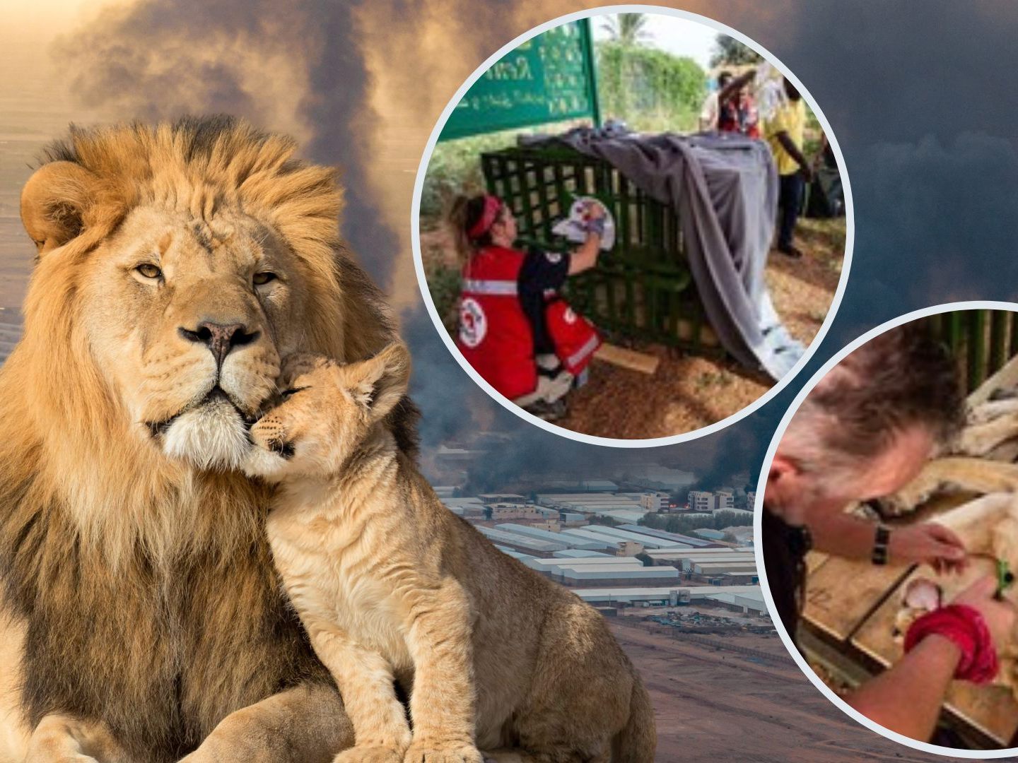 VIER PFOTEN evakuiert über 40 Wildtiere aus Konfliktgebiet im Sudan VIER PFOTEN evakuiert über 40 Wildtiere aus Konfliktgebiet im Sudan