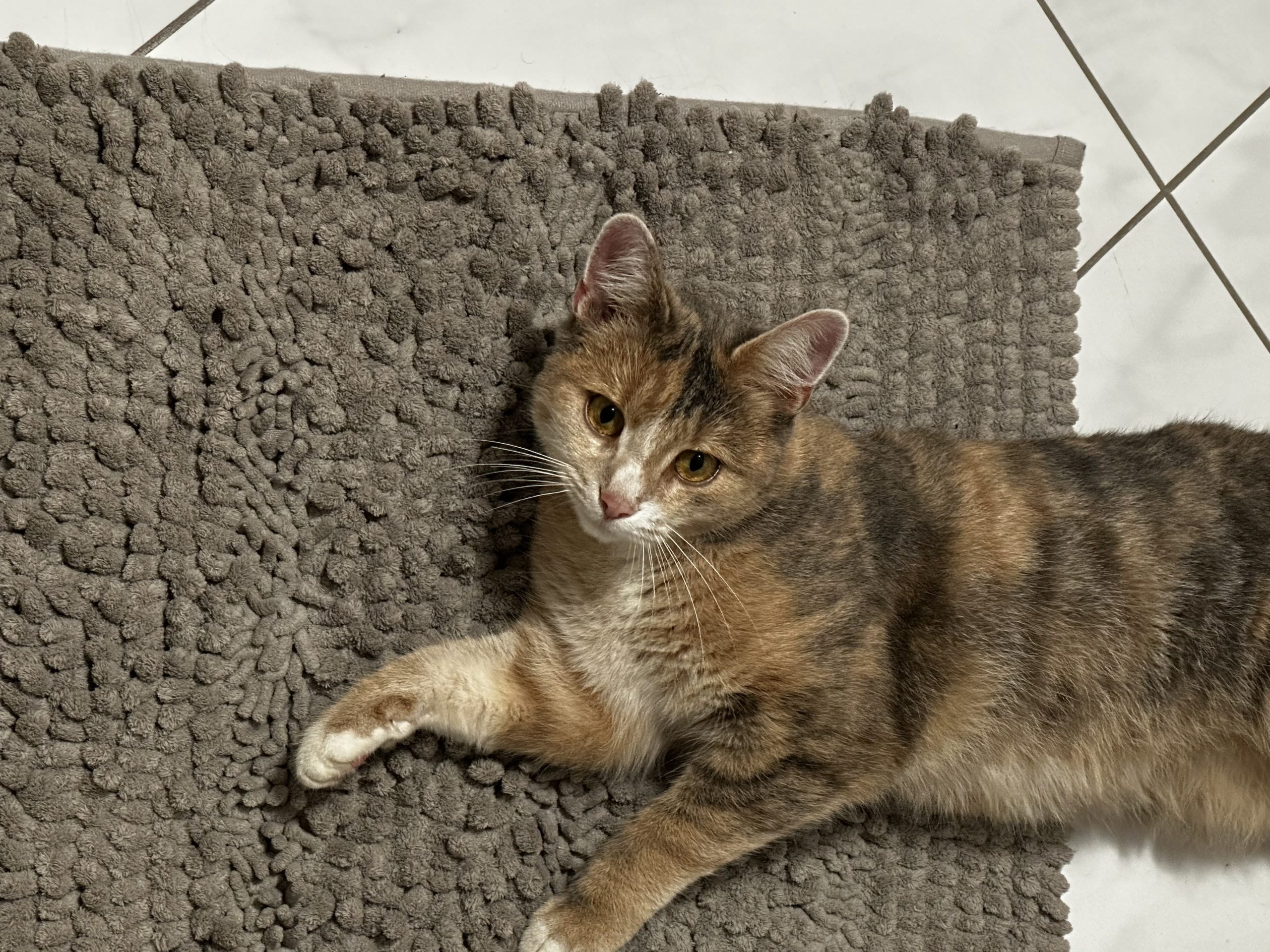 Katze Simba