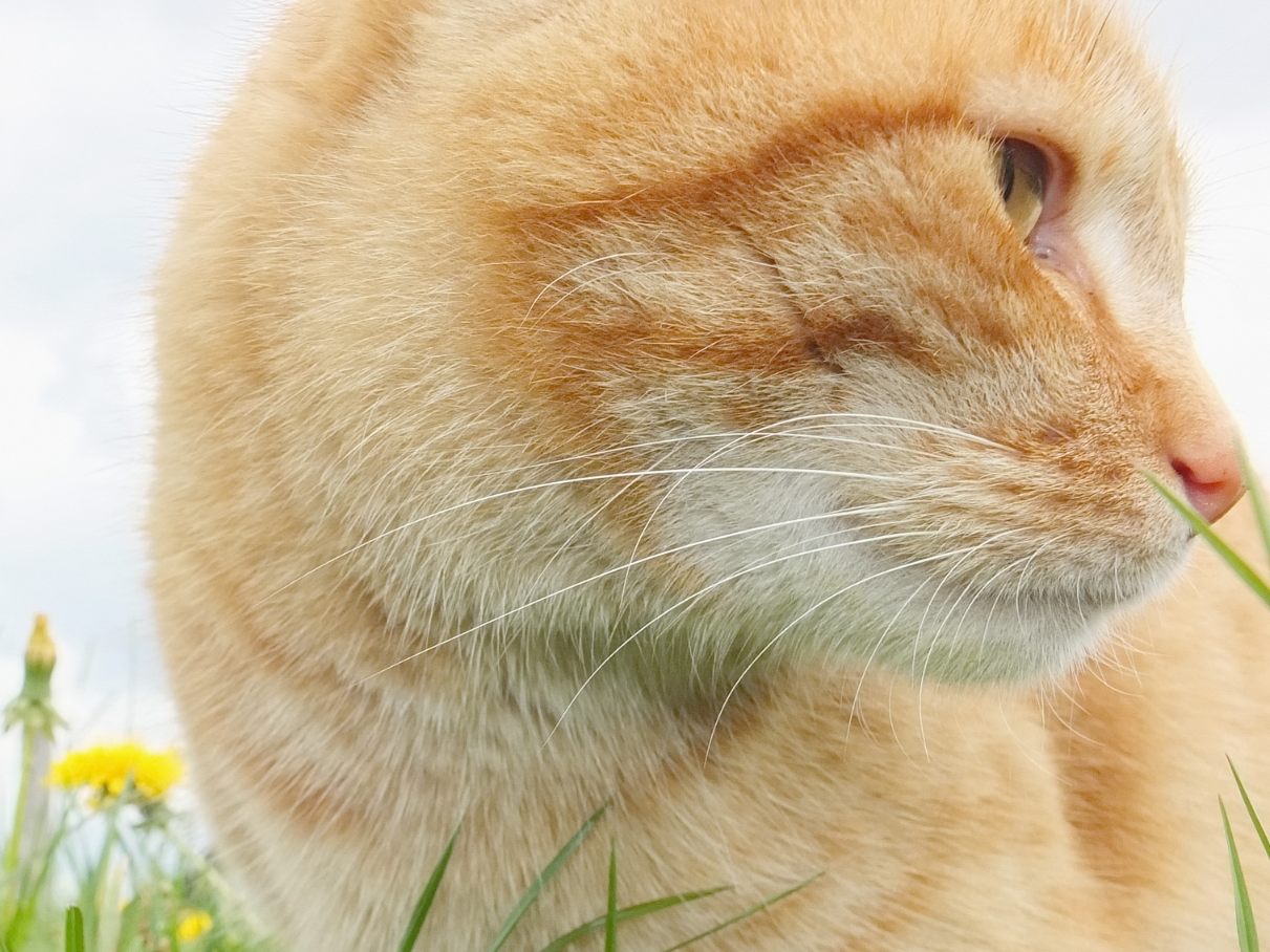 Katze auf Entdeckungstour.