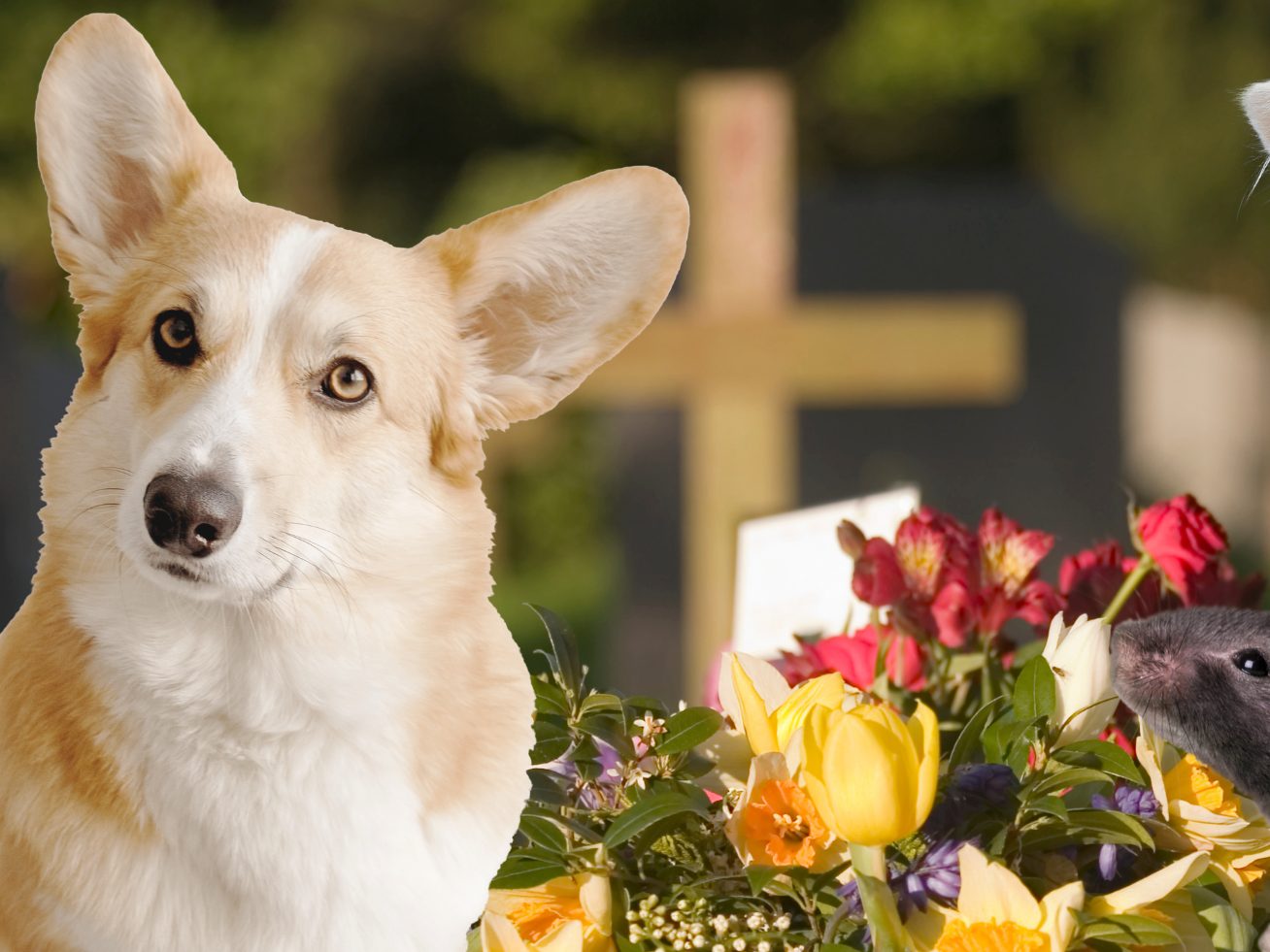 Viele Tierbesitzer wollen ihre Lieblinge gebührend verabschieden.