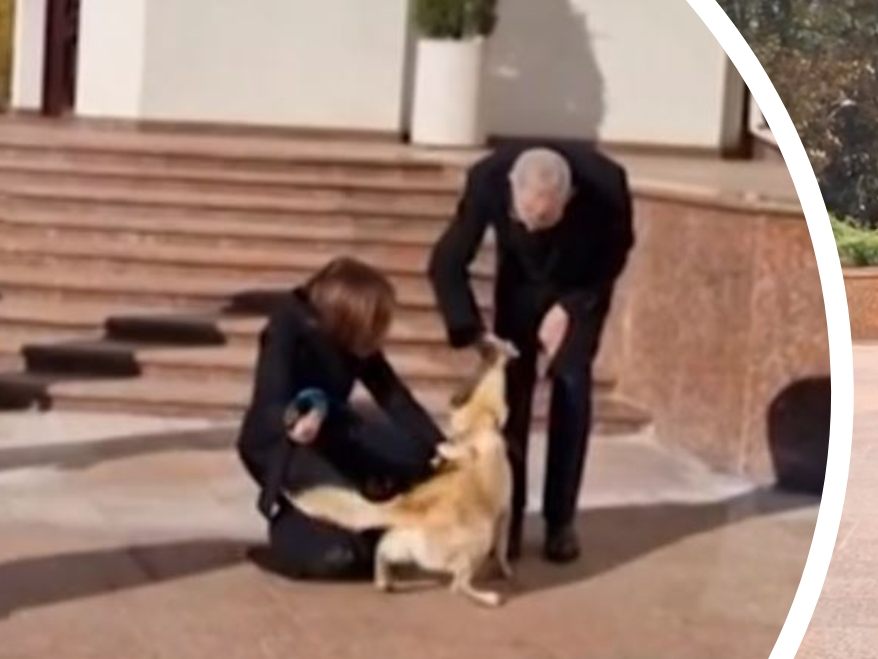 Bundespräsident Alexander van der Bellen wurde vom Hund der moldauischen Präsidentin gebissen.