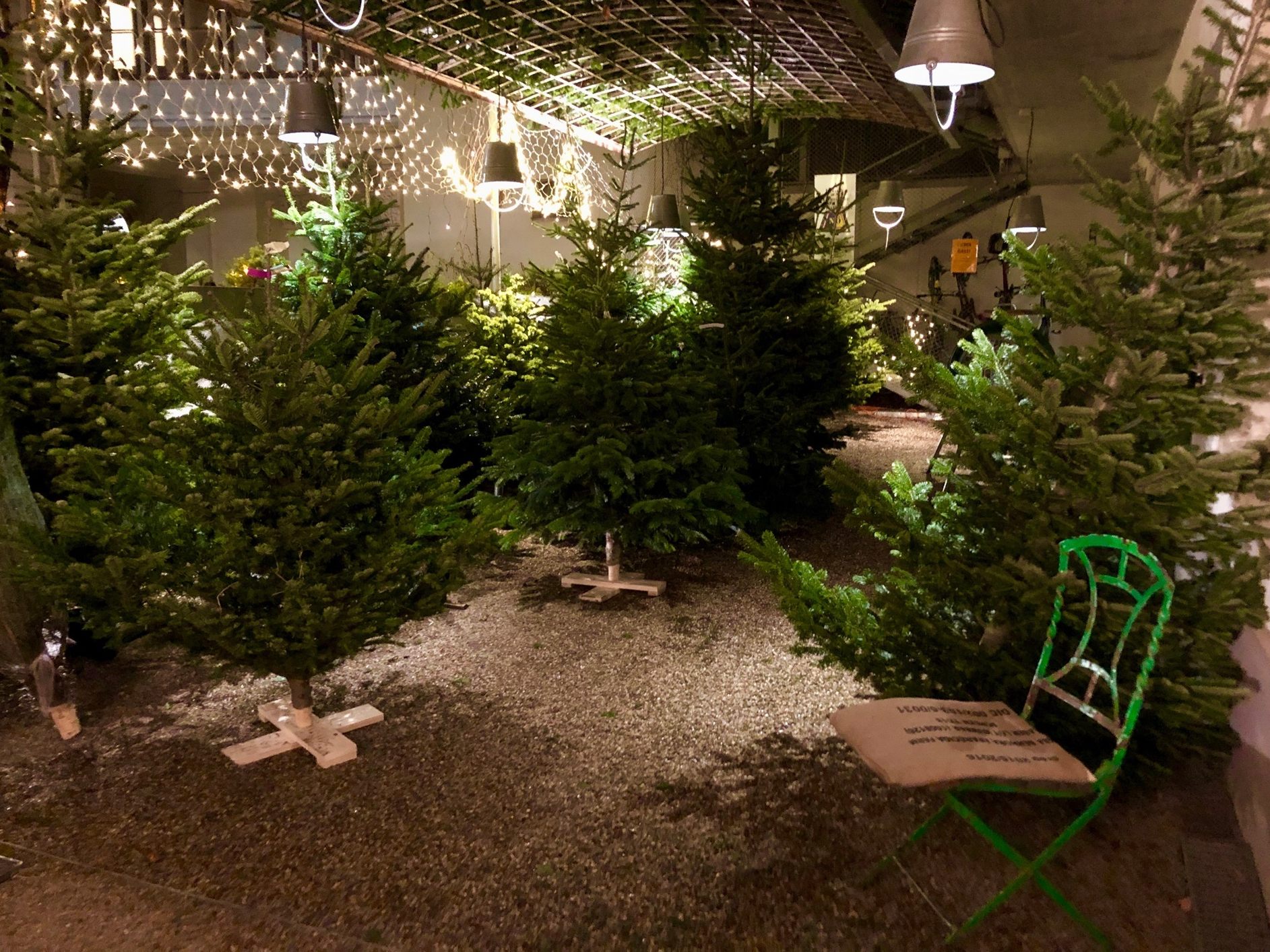 Die VinziRast verkauft 2023 wieder Christbäume in Wien.