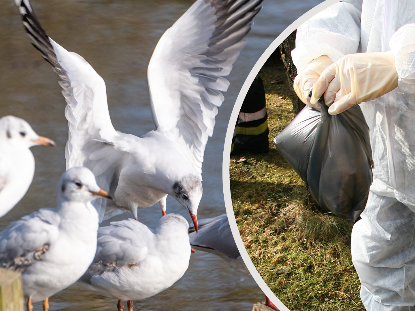 Das Virus wurde bei einer Lachmöve in Lindau festgestellt. Das Virus wurde bei einer Lachmöve in Lindau festgestellt.