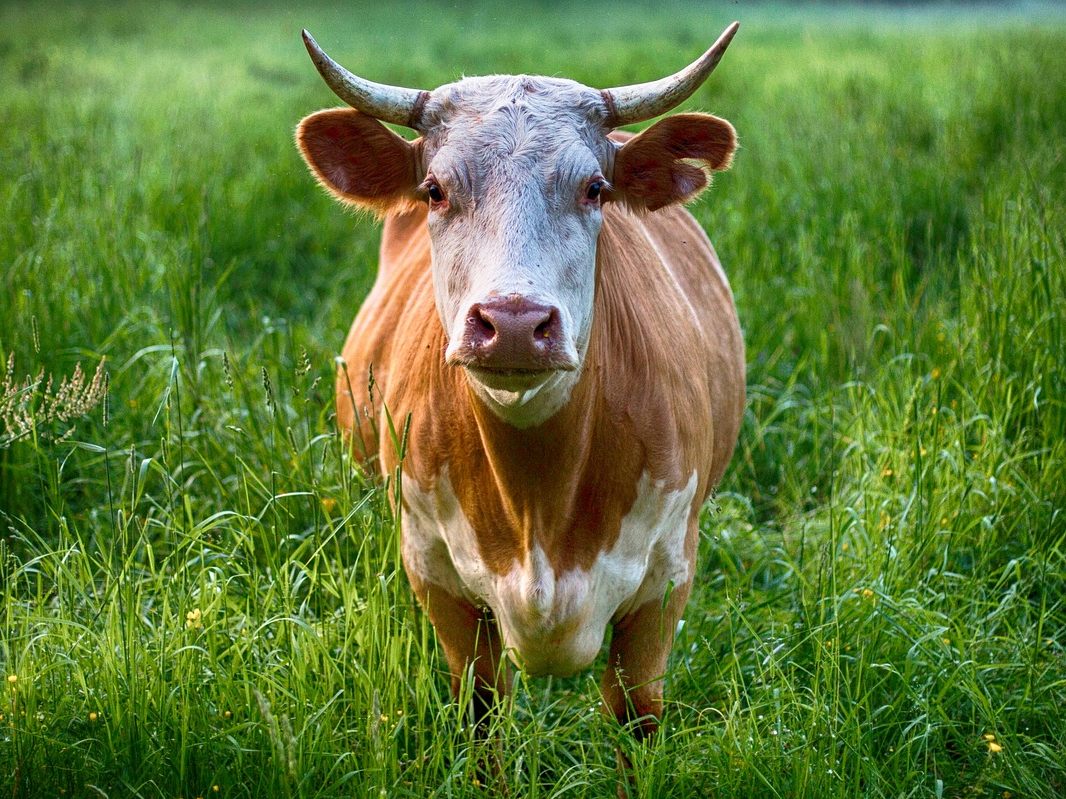Ein Stier verletzte einen 50-Jährigen schwer.