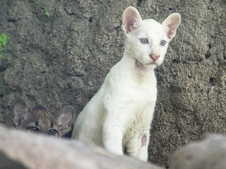 Albino-Puma Itzae rührt Zoo-Besucher