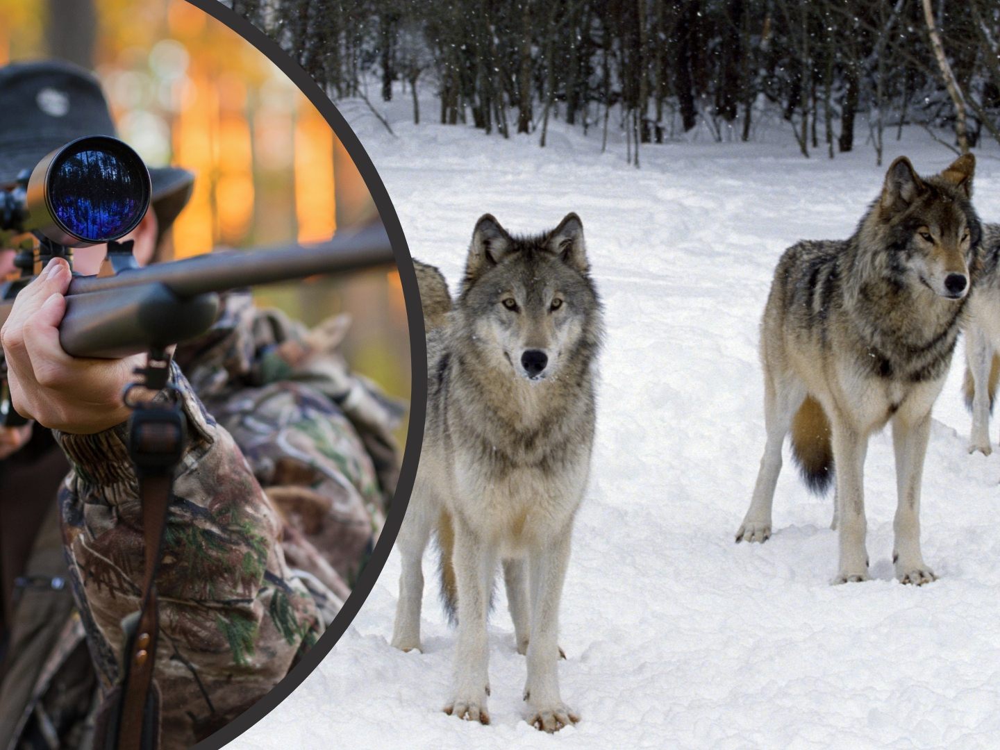 Gleich zwölf Wolfsrudel sind in der Schweiz zum Abschuss freigegeben.