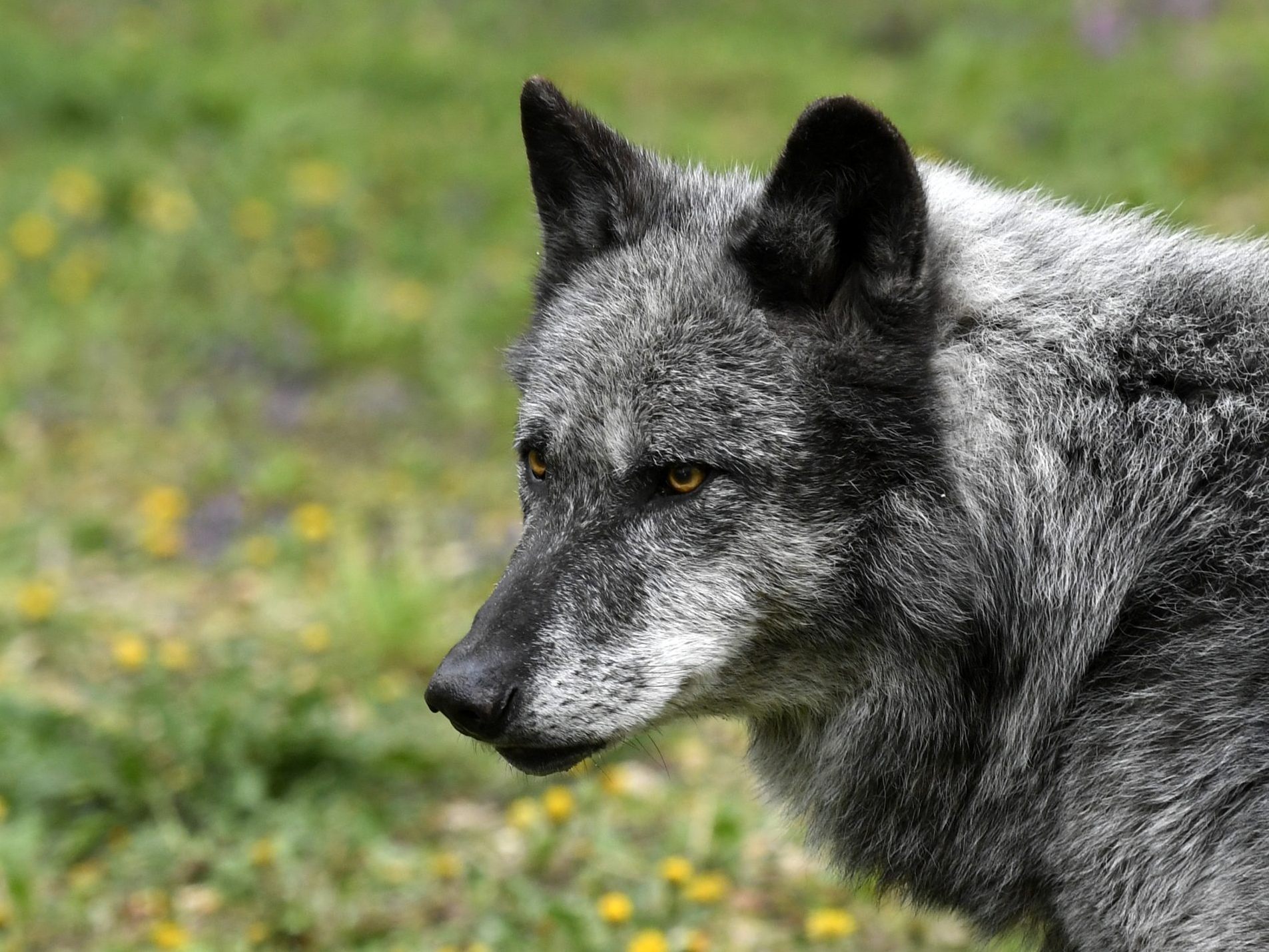Ein zweiter Risikowolf wurde in Oberösterreich abgeschossen.