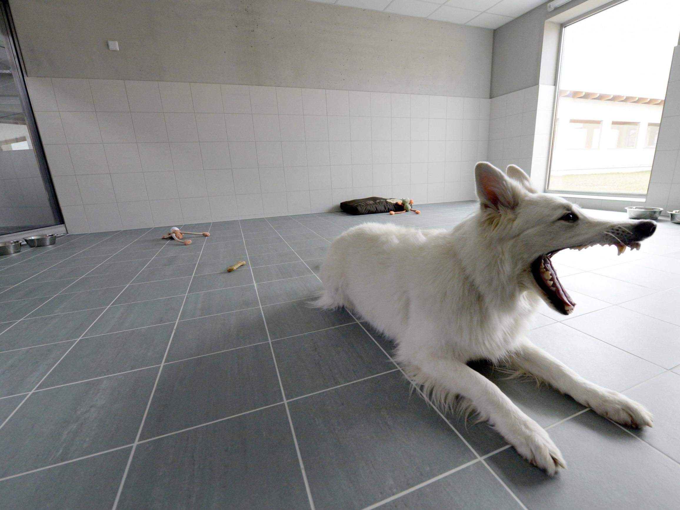 Fast 700 Hunde wurden 2023 ins Tierquartier Wien gebracht.