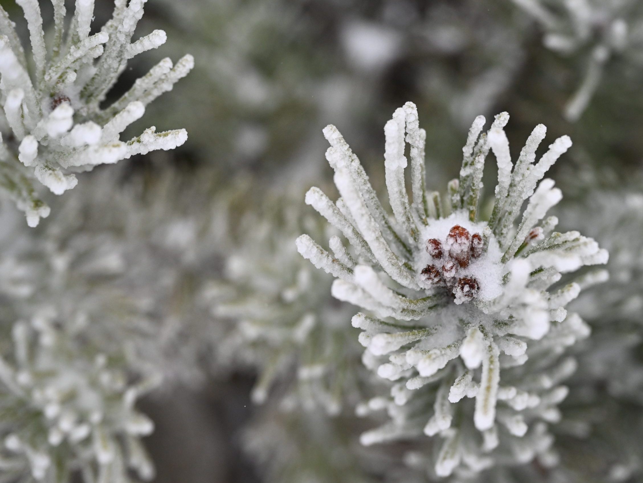 Die neue Woche startet frostig.