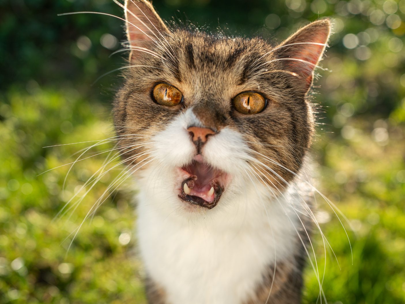Das will deine Katze dir sagen.