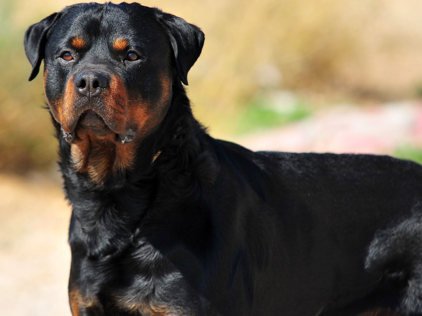 Die Frau wurde von einem Rottweiler zu Tode gebissen.
