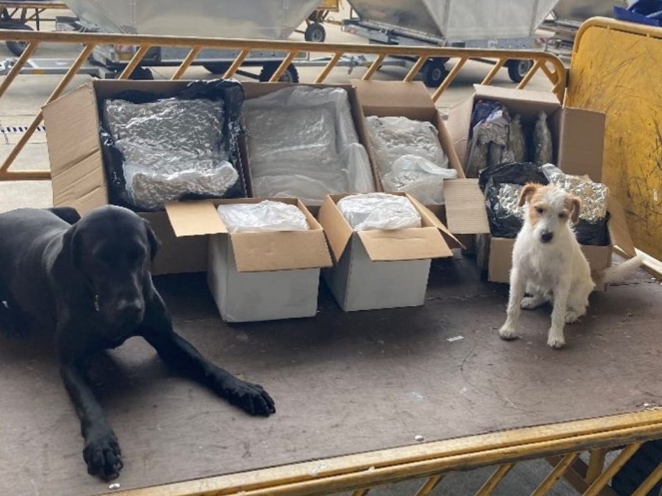 Die Polizeidiensthunde "Pitt" und "Taffatal", sowie Zolldiensthund "Pero" erschnüffelten 50 Kilogramm Cannabis am Flughafen Wien. Die Polizeidiensthunde "Pitt" und "Taffatal", sowie Zolldiensthund "Pero" erschnüffelten 50 Kilogramm Cannabis am Flughafen Wien.