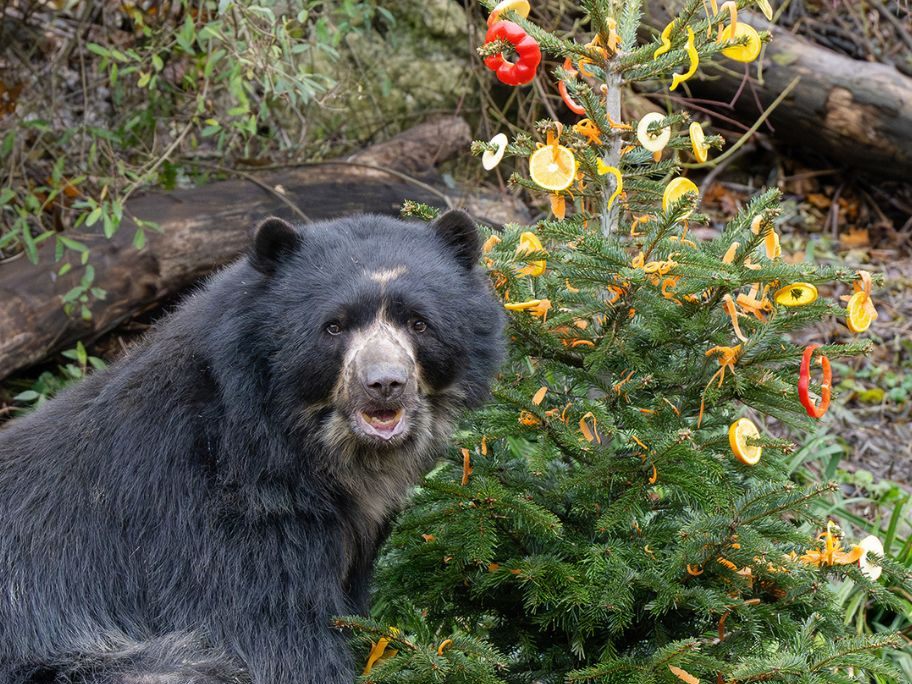 Die Bären im Wiener Tiergarten Schönbrunn dürfen sich über ein besonderes Weihnachtsgeschenk freuen. Die Bären im Wiener Tiergarten Schönbrunn dürfen sich über ein besonderes Weihnachtsgeschenk freuen.